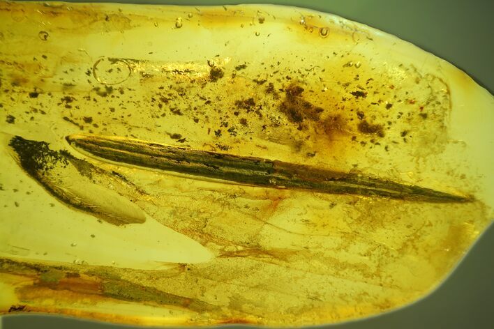 Detailed Fossil Plant Leaf (Gymnosperm) In Baltic Amber #207489